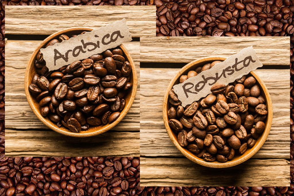 Arabica Vs Robusta Arabica Vs Robusta Coffee Beans The Differences arabica-vs-robusta-coffee-10-differences-in-taste-and-growing