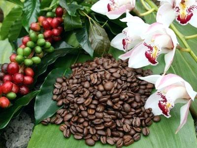 Café havaiano, melhor café kona havaí, melhores grãos de café kona, café kona, fazendas de café havaiano