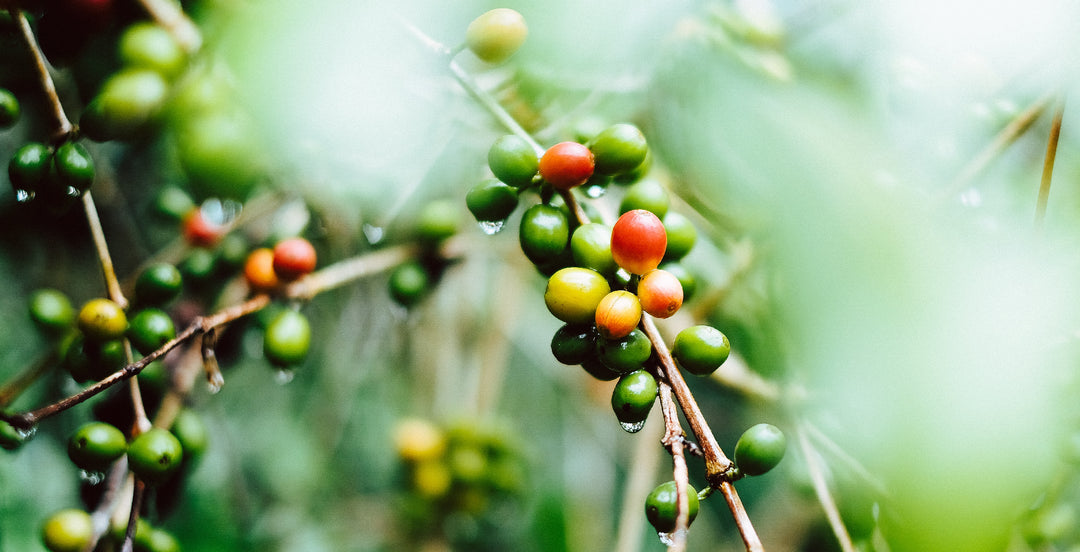 Grãos de café da montanha azul jamaicano, grãos de café da montanha azul, café da montanha azul da Jamaica, café jamaicano, melhores grãos de café do mundo