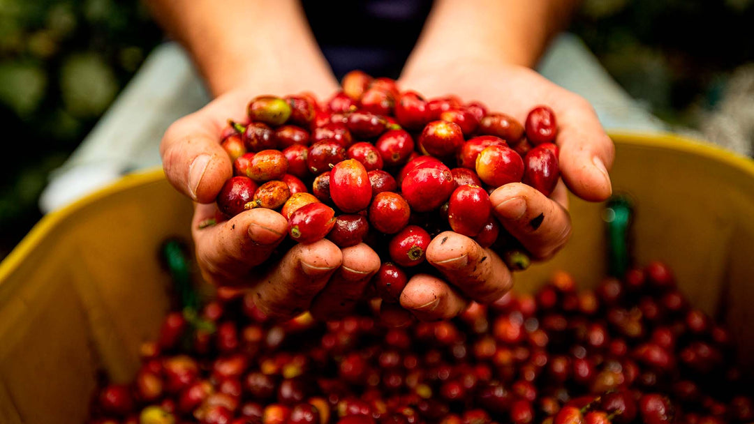 Specialty Coffee