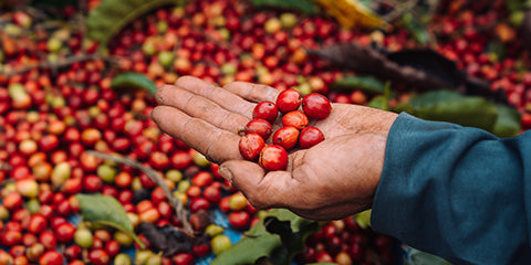 kona koffie hawaii, hawaiiaanse koffie, hawaiiaanse koffieboerderijen, beste kona koffie hawaii, Jamaicaanse koffie, Jamaicaanse Blue Mountain koffiebonen, Jamaicaanse blauwe berg koffie, Jamaica Blue Mountain koffie, biologische koffie, koffie nieuws, koffie blog