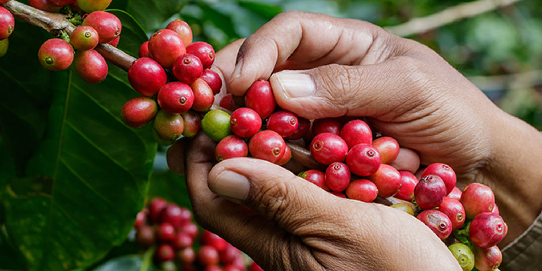 Arabica Coffee: Världens föredragna gourmetkaffe