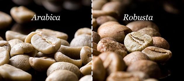 arabica coffee, gourmet coffee, types of coffee beans