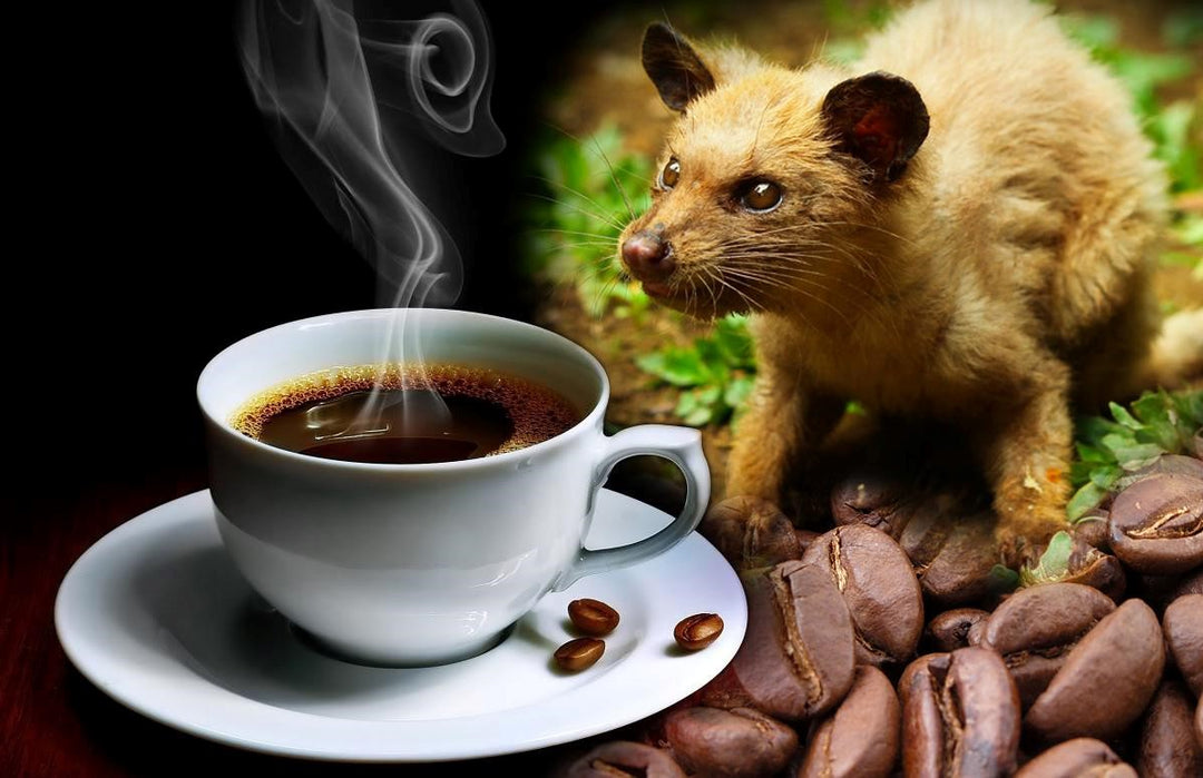 café arábica, café gourmet, tipos de grãos de café, tipos de café, kopi luwak, café kopi luwak, café civet, café de cocô de gato, grãos kopi luwak