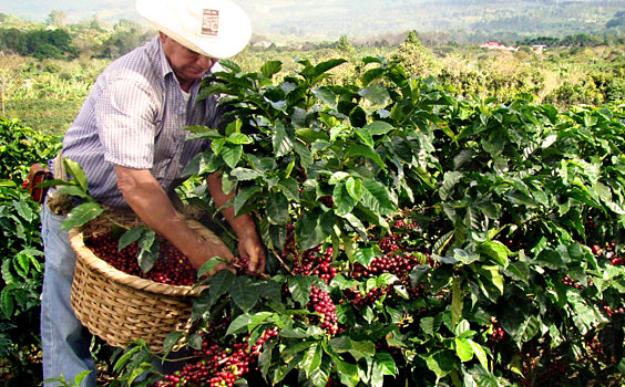 costa rica kaffe, arabica kaffe, bästa kaffe, specialkaffe, specialkaffe, gourmetkaffe