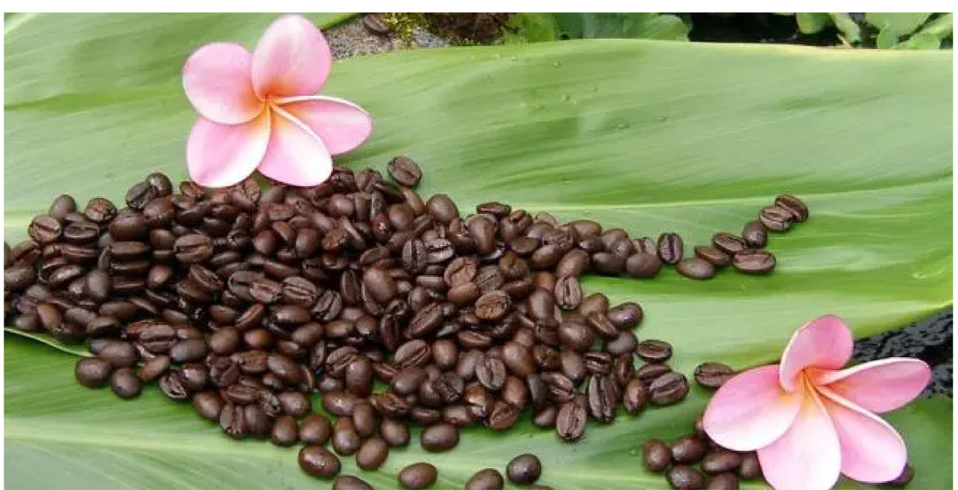 café kona, melhor café kona havaí, melhores grãos de café kona, café havaiano, melhores grãos de café do mundo