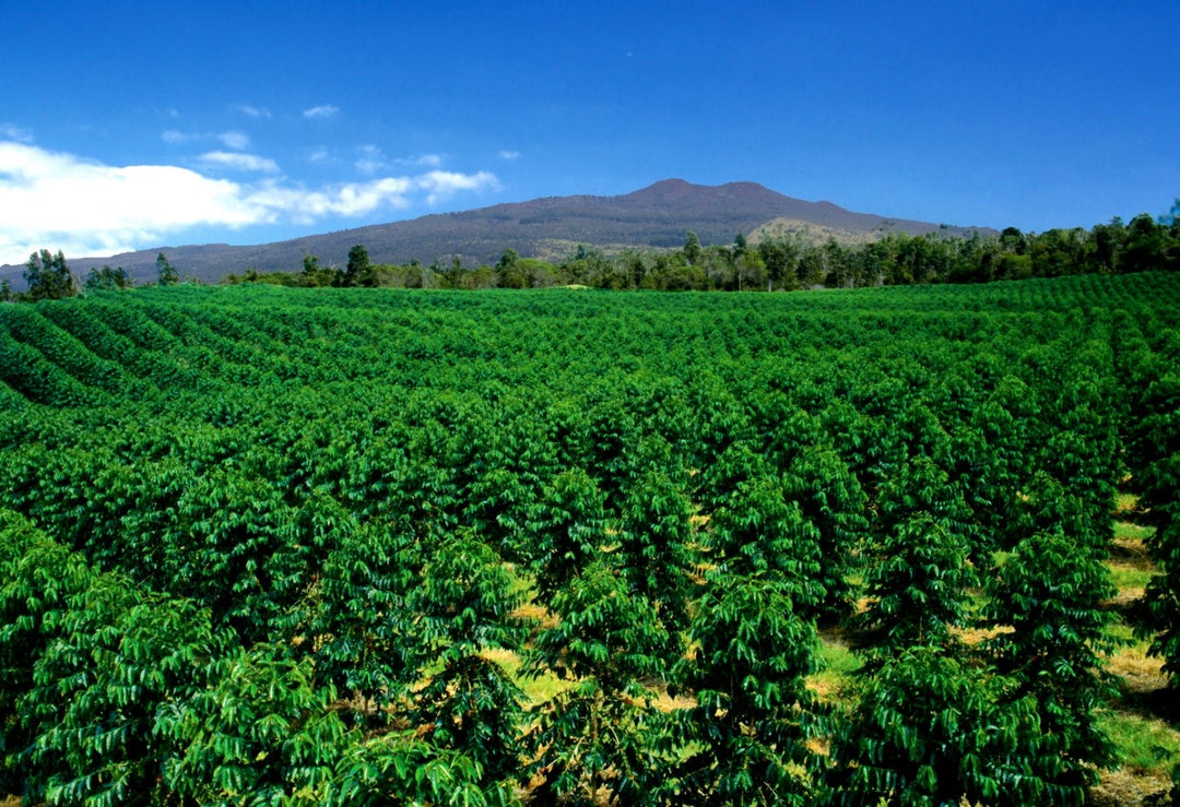 kona kaffe, hawaiianskt kaffe, kona kaffe hawaii, kona kaffebönor, bästa kona kaffe