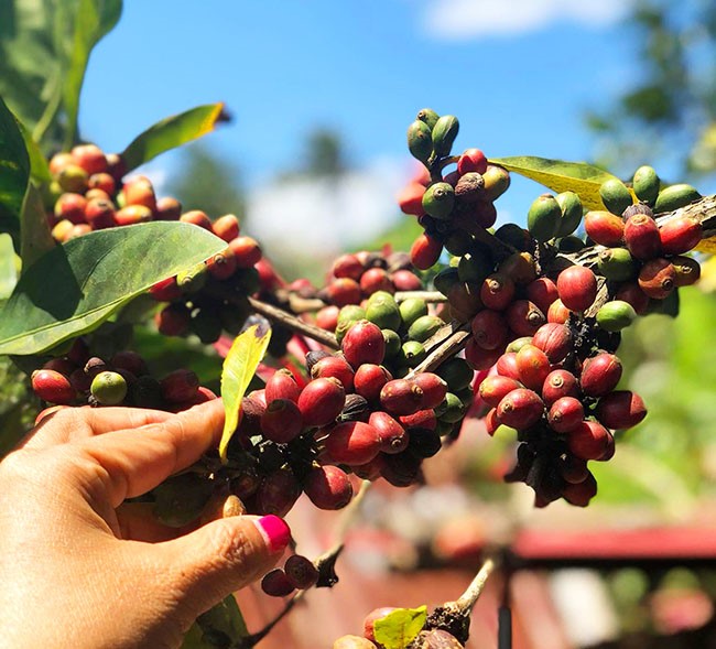 organic coffee