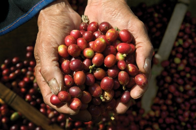 Panama Geisha Coffee Beans: Your Top Questions Answered | Gesha Coffee ...