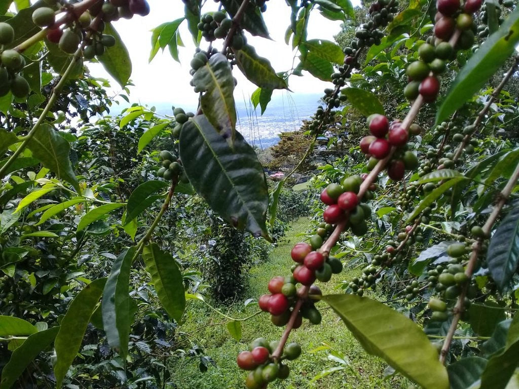 panama geisha coffee beans, gesha coffee, gourmet coffee