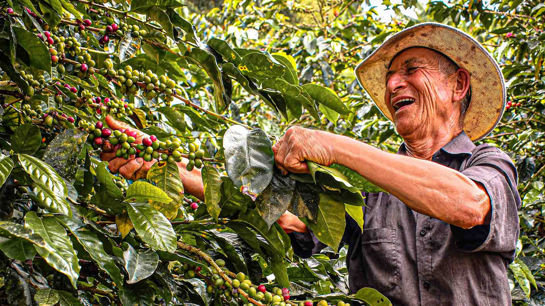 specialty coffee