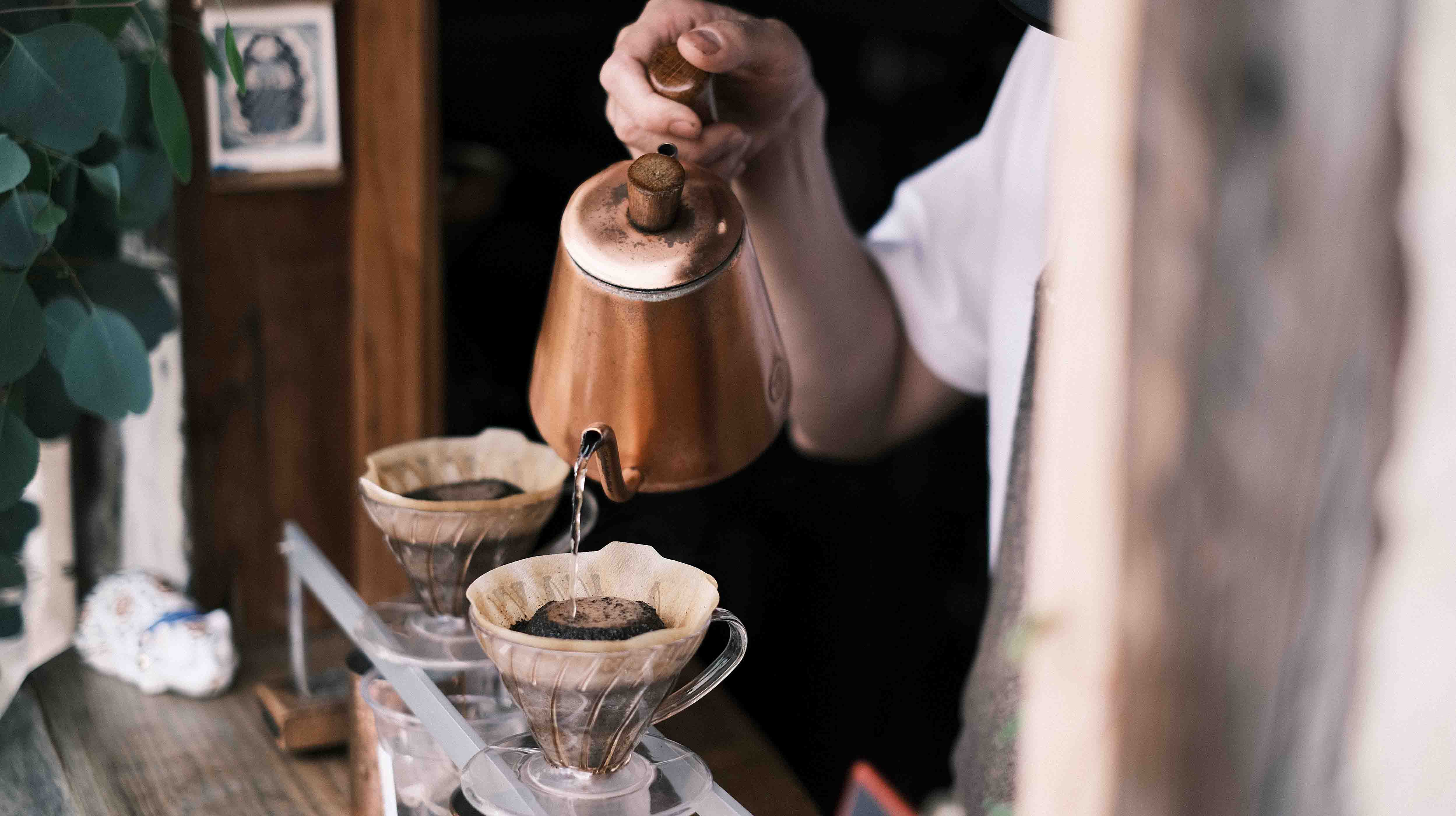 ¿Cuál es la historia detrás del café Geisha? – Café Hayman