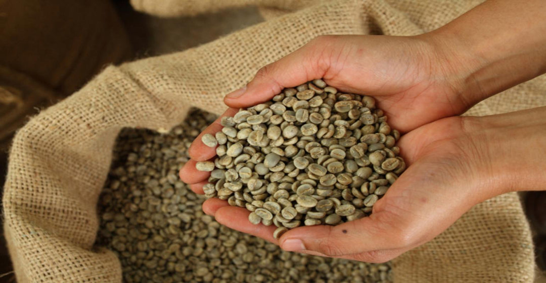 grãos de café não torrados, grãos de café crus, grãos de café verdes, torrador de café, café gourmet